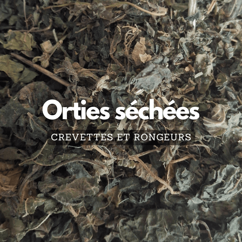 Orties séchées