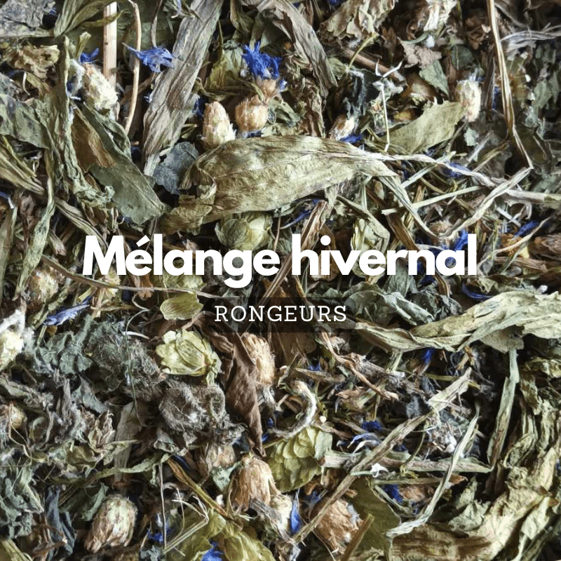 Mélange hivernal de feuilles, fleurs et tiges – photo 1