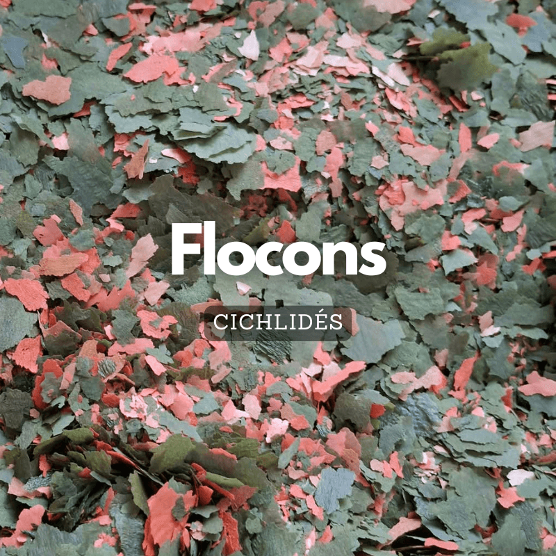 Flocons pour cichlidés