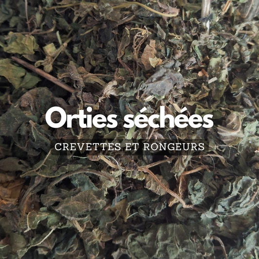 Orties séchées